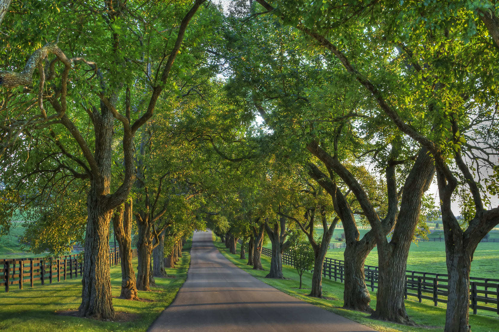 Rural road lined with green trees in Lexington, Kentucky